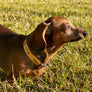 Furr Fam Dog Collar