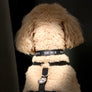 Furr Fam Dog Collar